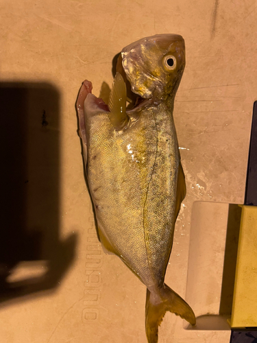 ショゴの釣果