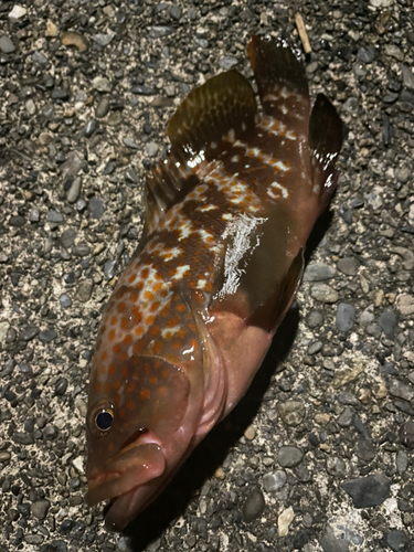 ハタの釣果