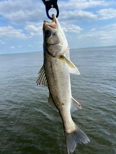 スズキの釣果