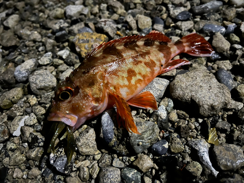 カサゴの釣果