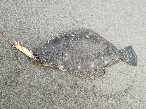 ヒラメの釣果