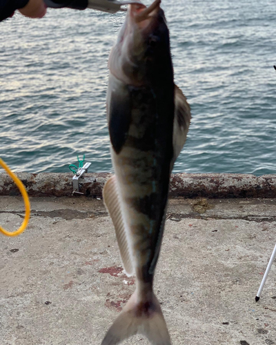 ホッケの釣果