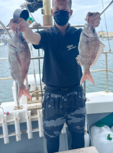 マダイの釣果