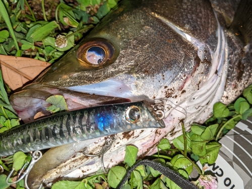 マルスズキの釣果