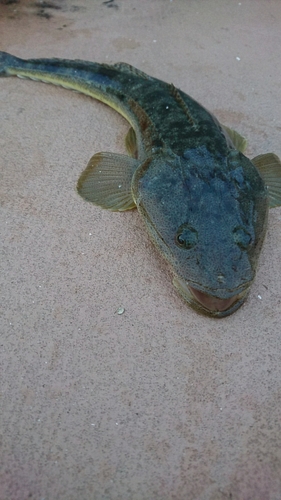 マゴチの釣果