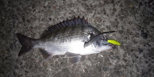 チヌの釣果