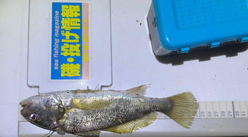 イシモチの釣果