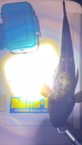 マゴチの釣果