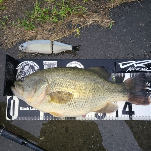 ブラックバスの釣果