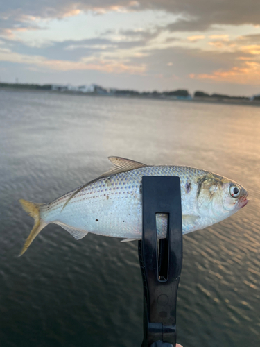 コノシロの釣果