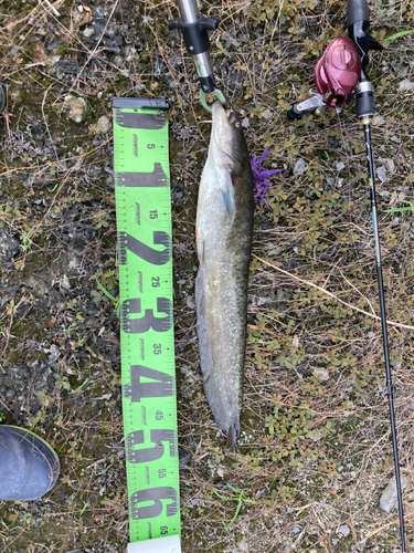 ナマズの釣果