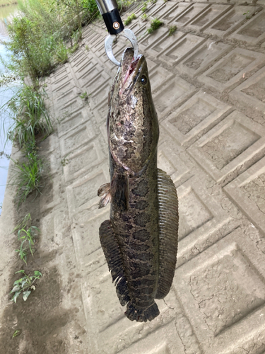 ライギョの釣果