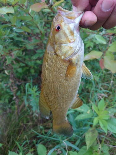 スモールマウスバスの釣果