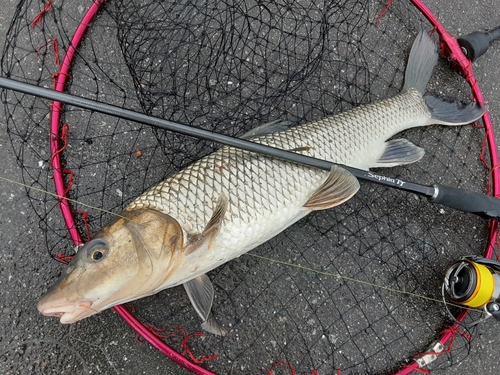 ニゴイの釣果