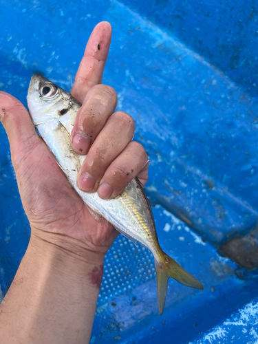 マアジの釣果