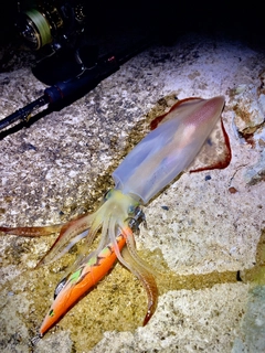 ケンサキイカの釣果