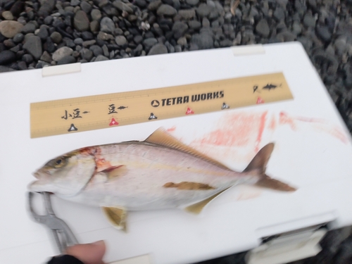 ショゴの釣果