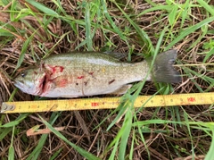 ブラックバスの釣果