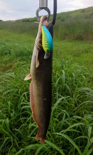 ナマズの釣果