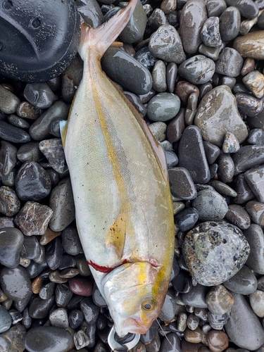 ショゴの釣果