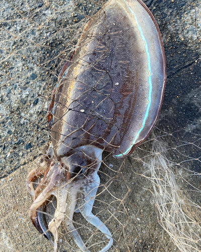 モンゴウイカの釣果