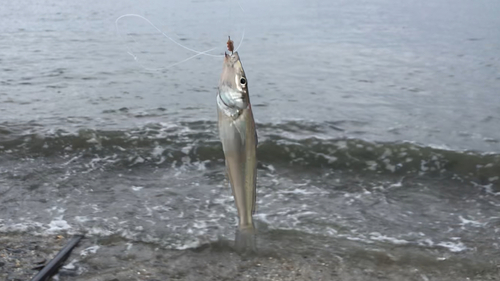 シロギスの釣果