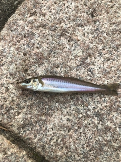 シロギスの釣果