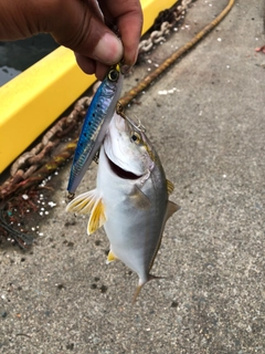 ショゴの釣果