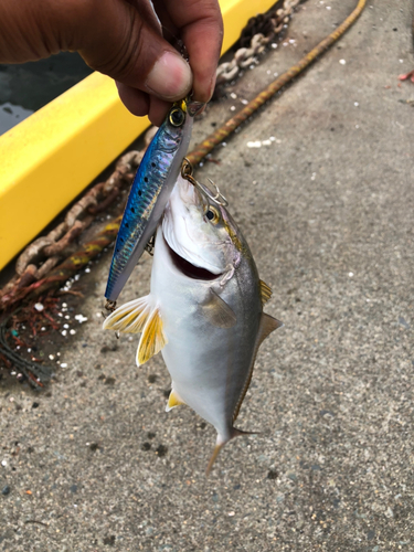 ショゴの釣果