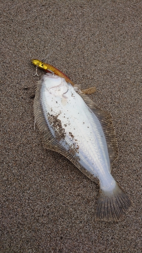 ヒラメの釣果