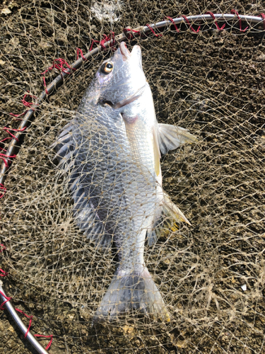 キビレの釣果