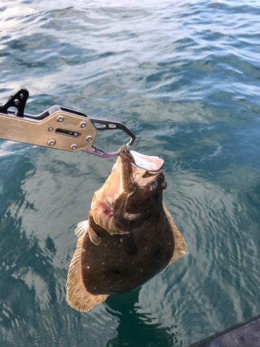 ヒラメの釣果