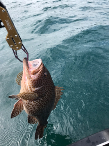 オオモンハタの釣果