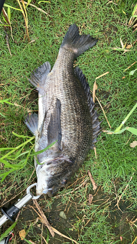 チヌの釣果