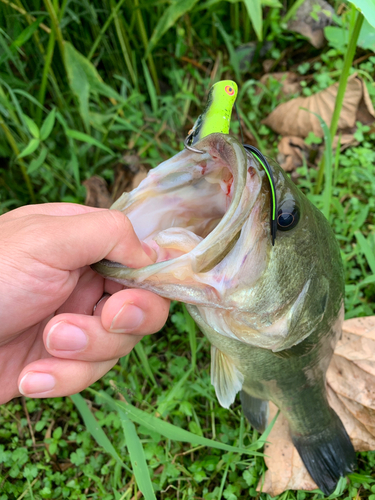 ブラックバスの釣果