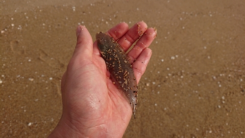 シタビラメの釣果