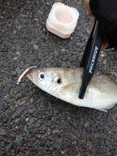 マアジの釣果