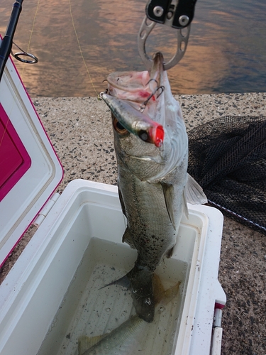 シーバスの釣果