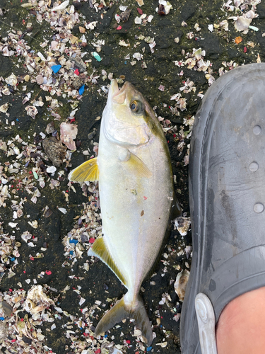 ネリゴの釣果