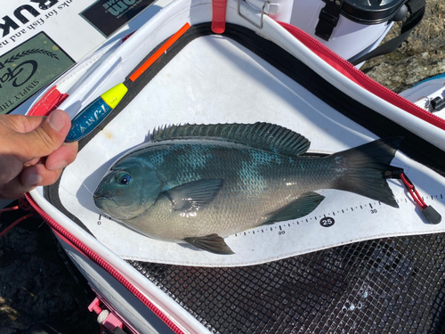 クチブトグレの釣果