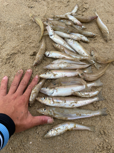 キスの釣果