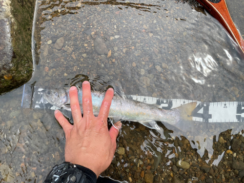 イワナの釣果