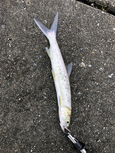 カライワシの釣果