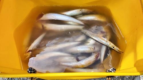 カマスの釣果