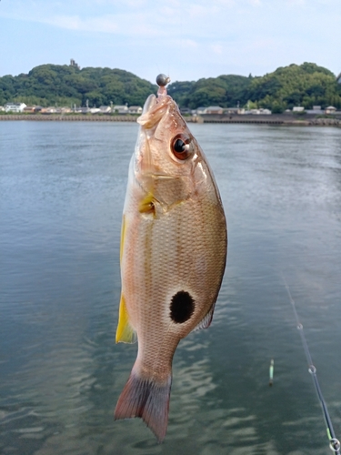 ニセクロホシフエダイの釣果