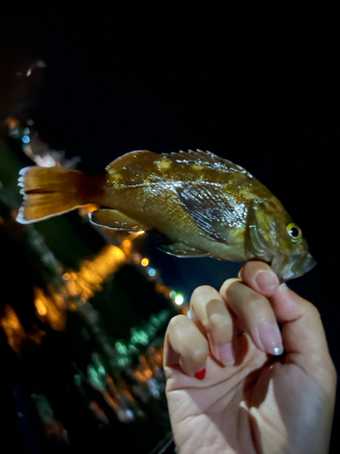 エゾメバルの釣果