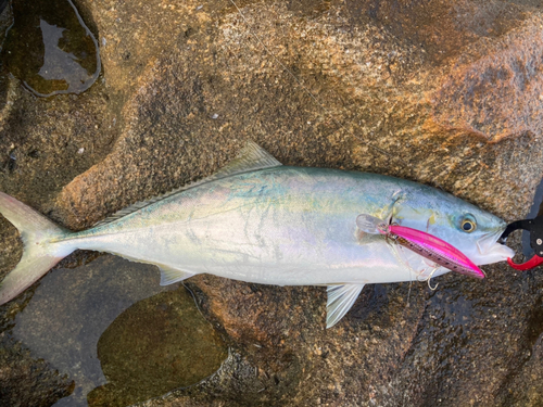 ハマチの釣果