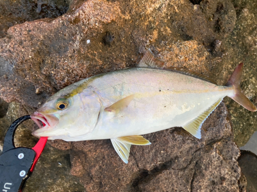 シオの釣果