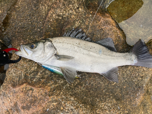 ヒラスズキの釣果