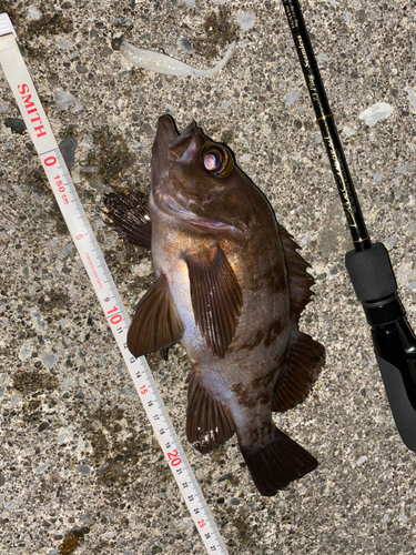 メバルの釣果